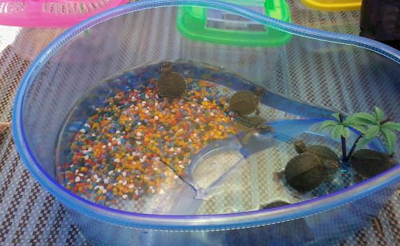 Севастопольцев предупредили о «нашествии» красноухих черепах (фото)